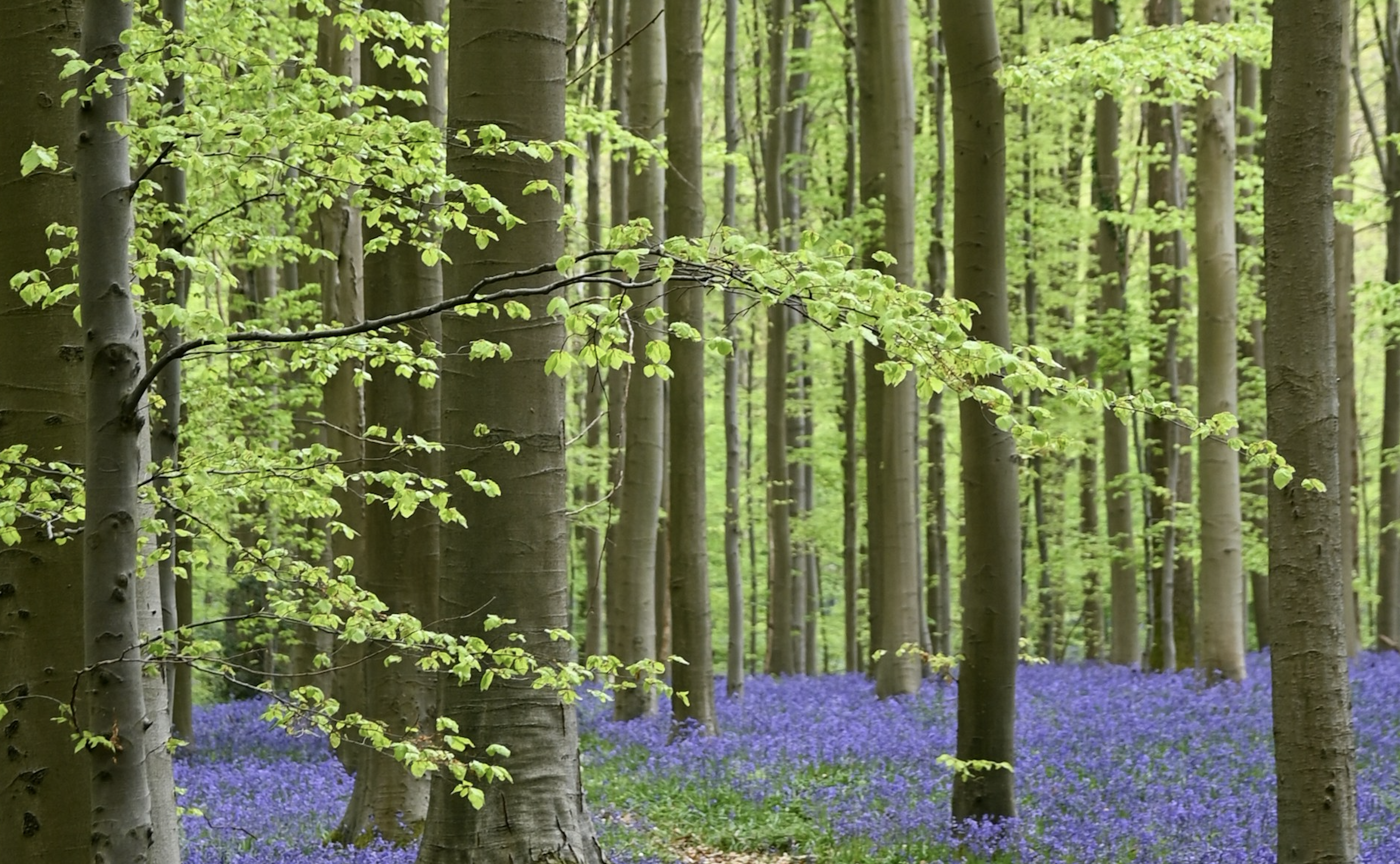 Pollenkalender – 9 vanliga pollensorter och när de är aktuella