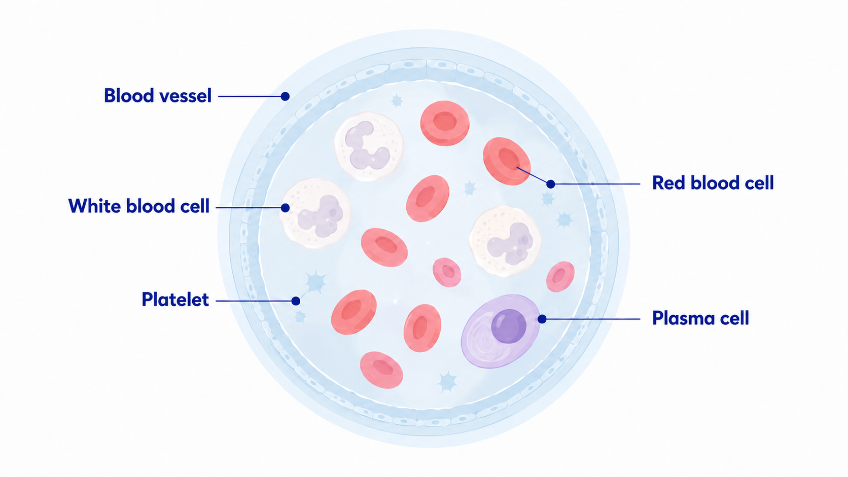Plasma cells and blood cells
