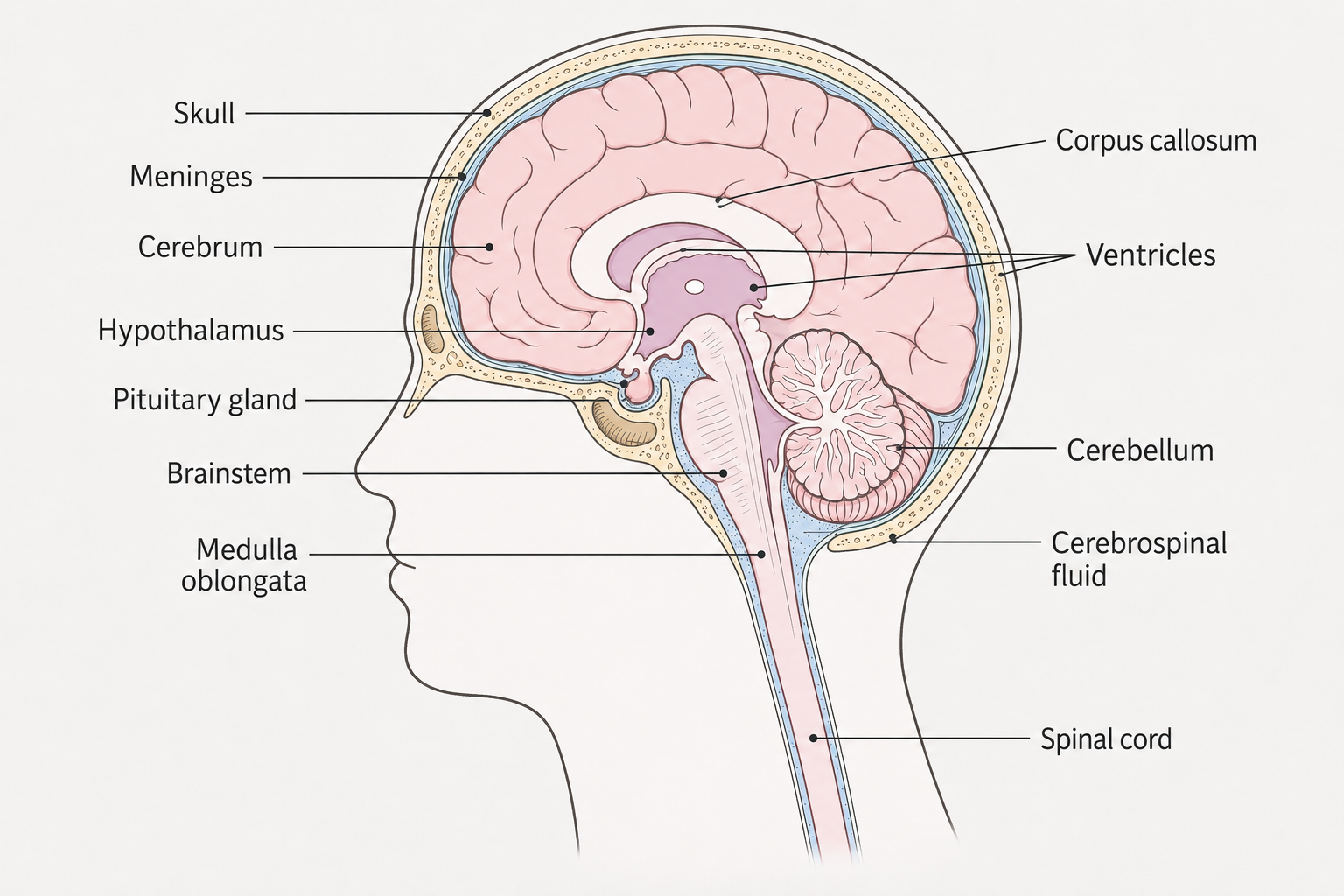 Anatomical illustration of the brain