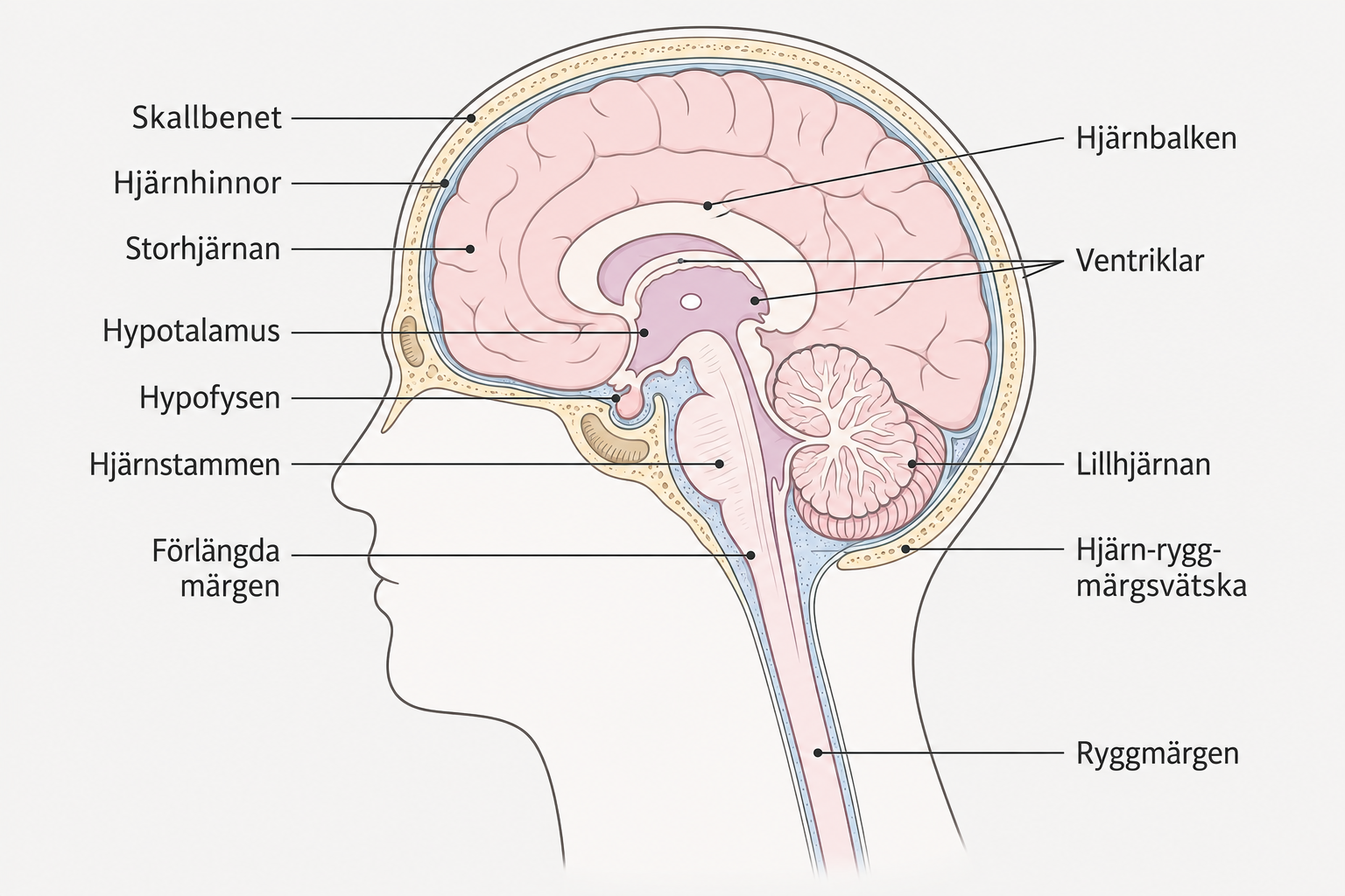Anatomisk illustration av hjärnan