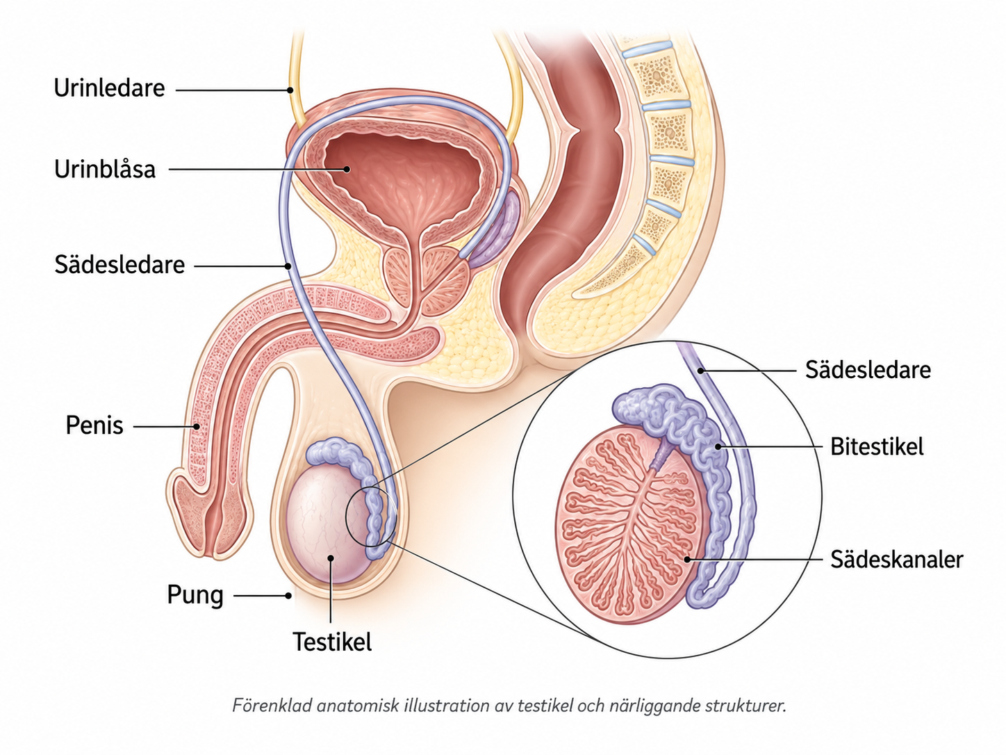 Anatomisk illustration av testikel, bitestikel, sädesledare och pung inför ultraljud av testiklar.