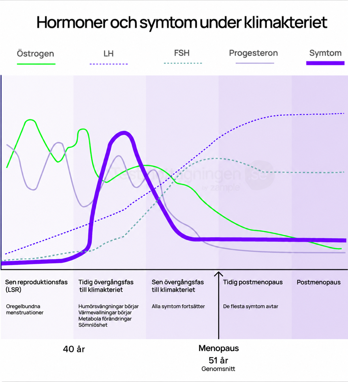 Diagrammet är en schematisk illustration. Kurvornas höjd visar inte hormonernas relativa eller absoluta koncentrationer