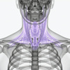 MRI throat