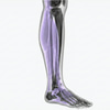 MRI Lower Leg