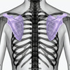 MR Shoulder blade