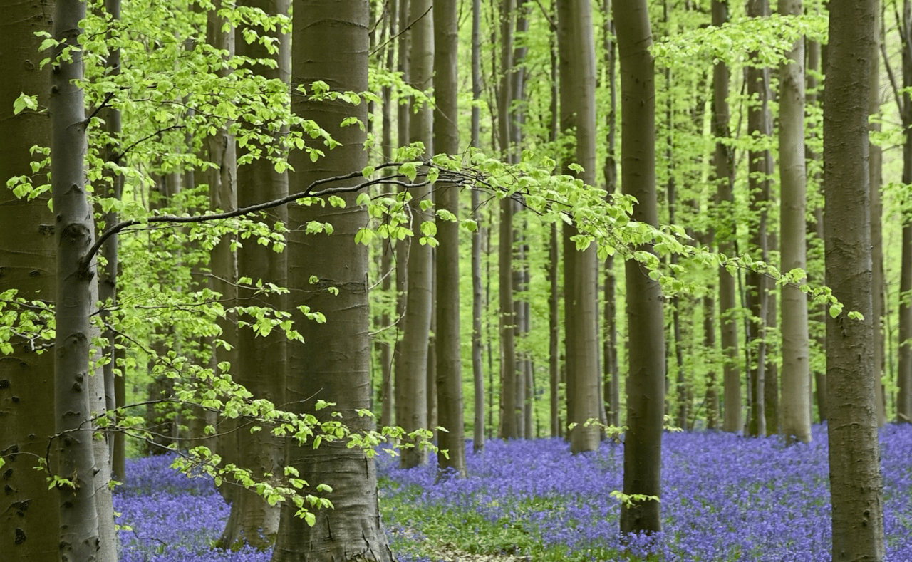 Pollenkalender – 9 vanliga pollensorter och när de är aktuella