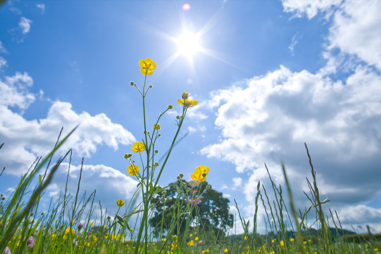 Tecken på D-vitaminbrist – hur får man i sig D-vitaminer genom kost