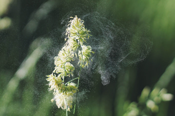 Allergi