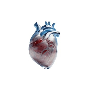 Heart and vascular test