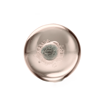 Health check pregnant