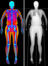 DEXA body scan
