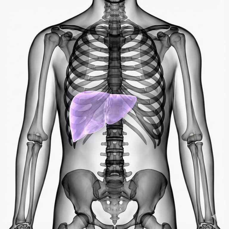 MR Liver
