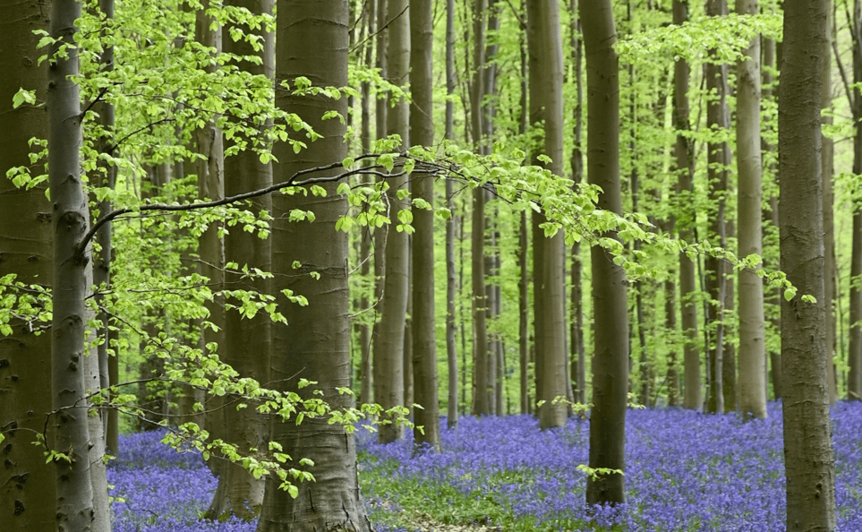 Pollen calendar – 9 common types of pollen and when they are relevant