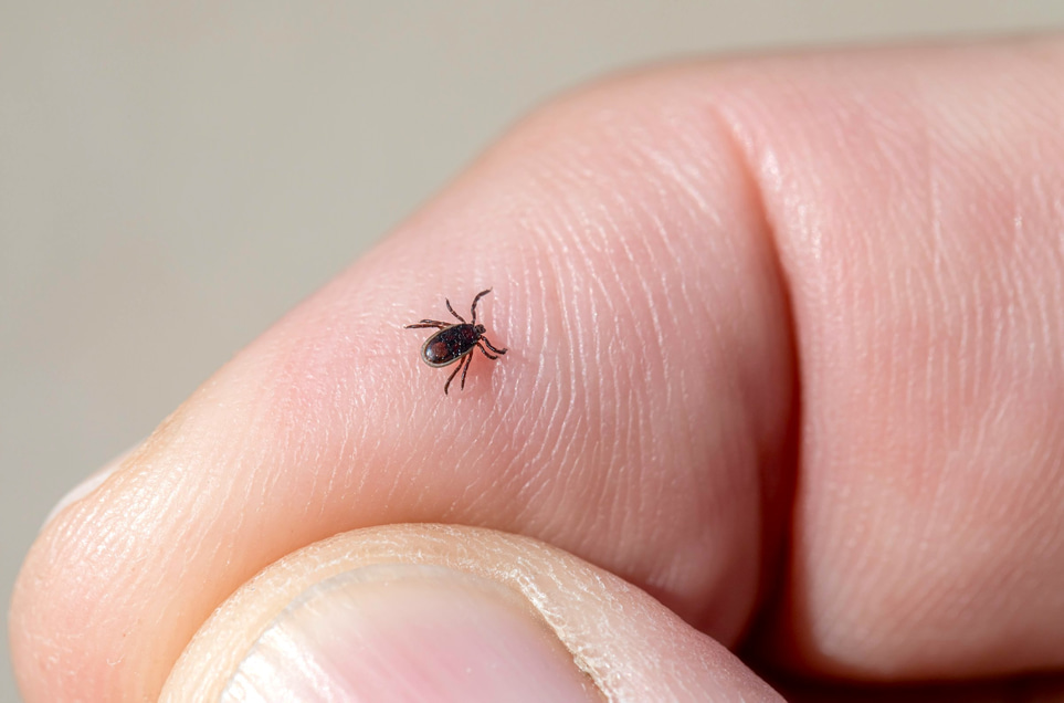 TBE cases in Sweden have doubled in ten years – here's what you need to know